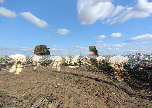 large image picking cotton
